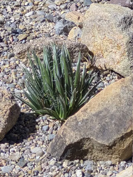 Scaled image x_Agave.webp 