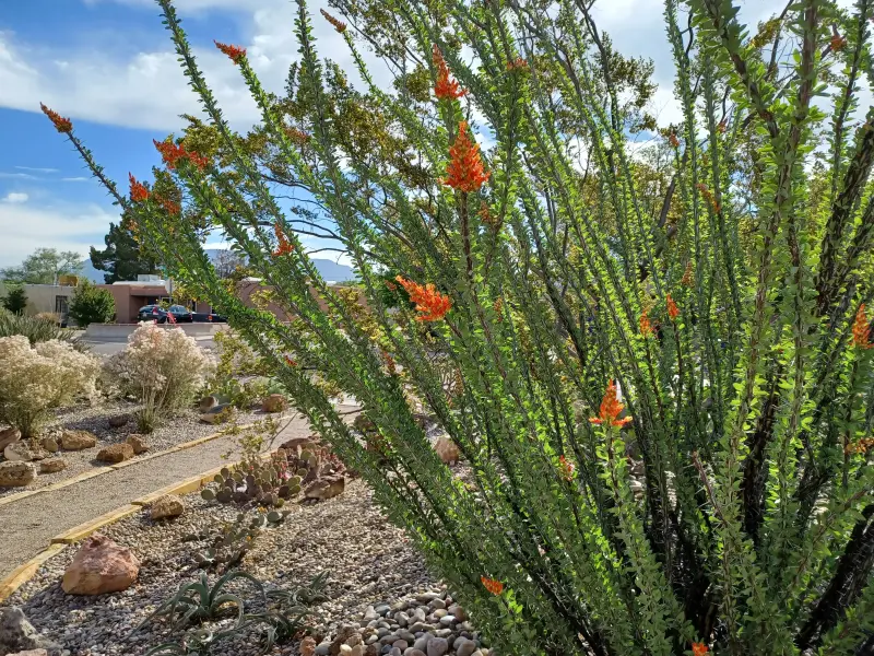 Scaled image x_Ocotillo.webp 