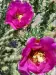 Thumbnail Cylindropuntia_imbricata.webp 