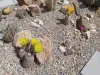 Thumbnail Echinocereus_dasyacanthus.webp 