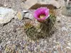 Thumbnail Echinocereus_engelmannii.webp 