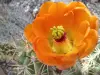 Thumbnail Echinocereus_lloydii_2.webp 