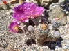 Thumbnail Echinocereus_reichenbachii.webp 