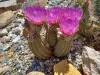 Thumbnail Echinocereus_reichenbachii_'Purple_Candle'.webp 