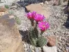 Thumbnail Echinocereus_reichenbachii_x_mutt.webp 