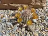 Thumbnail Echinocereus_russanthus.webp 
