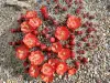 Thumbnail Echinocereus_triglochidiatus.webp 