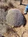 Thumbnail Echinocereus_triglochidiatus_Rescue.webp 