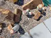 Thumbnail Escobaria_orcuttii.webp 