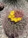 Thumbnail Ferocactus_acanthodes.webp 