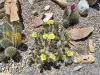 Thumbnail Grusonia_clavata.webp 