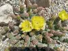 Thumbnail Opuntia_potato.webp 