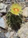 Thumbnail Thelocactus_setispinus.webp 