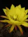 Thumbnail Trichocereus_pseudocandicans_1_night.webp 