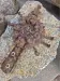 Thumbnail Z_junk_bug.webp 