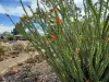 Thumbnail x_Ocotillo.webp 